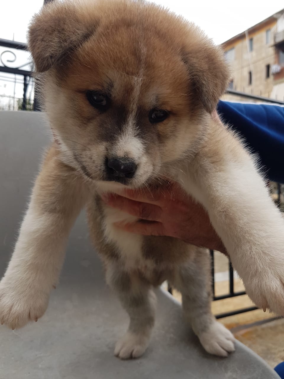 Shiten klysh akita inu dhe amerikan
